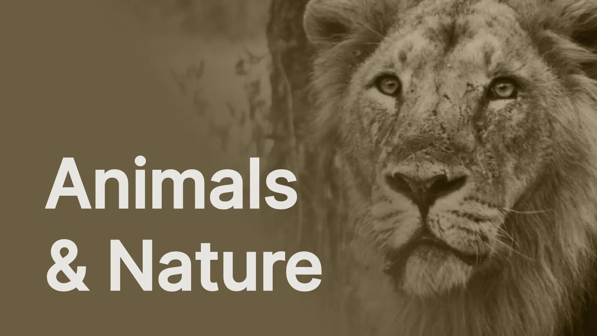 Animals & Nature